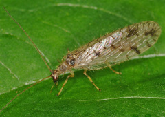 Micromus variegatus