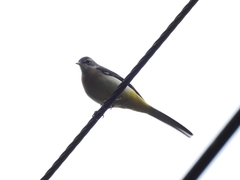 Motacilla cinerea cinerea