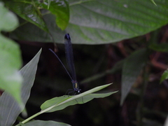 Psolodesmus mandarinus