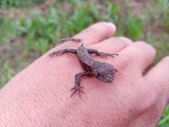 Stenocercus angulifer