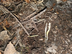 Clavulinopsis amoena