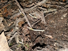 Clavulinopsis amoena