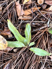 Quercus