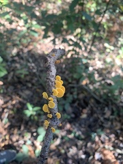 Favolaschia calocera