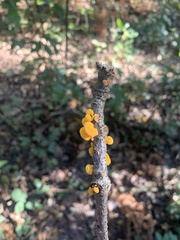 Favolaschia calocera