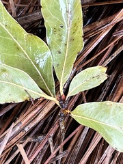Quercus