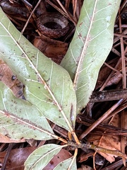 Quercus