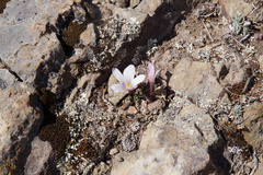 Zephyranthes andina