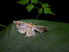 Krananda latimarginaria