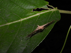 Krananda latimarginaria