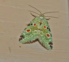 Maliattha concinnimacula