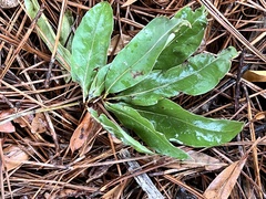 Quercus