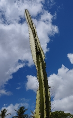 Cereus jamacaru