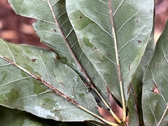 Quercus