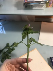 Lamium hybridum