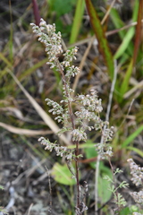 Artemisia freyniana