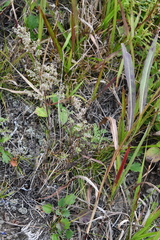 Artemisia freyniana
