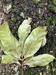 Quercus