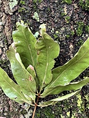 Quercus