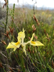 Moraea anomala