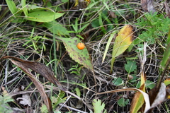 Convallaria keiskei