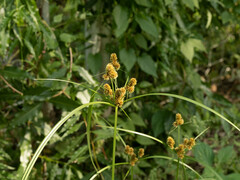 Cyperus glomeratus