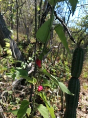 Malvaviscus arboreus