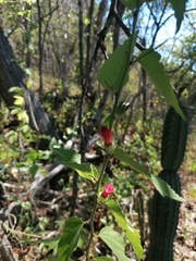 Malvaviscus arboreus