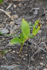 Polygonatum humile