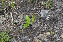 Polygonatum humile