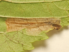 Phyllonorycter tristrigella