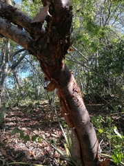 Bursera schlechtendalii