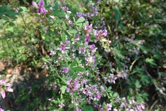 Lespedeza floribunda