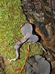 Hydnellum fuscoindicum