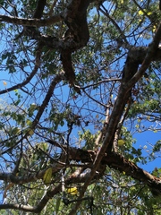 Bursera schlechtendalii