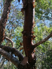 Bursera schlechtendalii