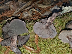 Hydnellum fuscoindicum