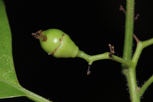 Cordia goetzei image