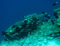 Acanthurus nigricans