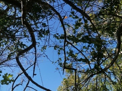 Bursera schlechtendalii