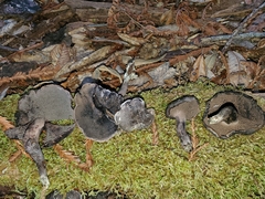 Hydnellum fuscoindicum