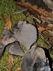 Hydnellum fuscoindicum