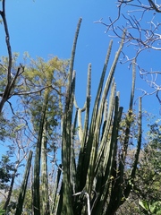 Pachycereus pecten-aboriginum