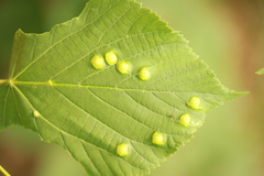 Didymomyia tiliacea