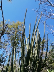 Pachycereus pecten-aboriginum
