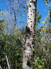 Ceiba aesculifolia