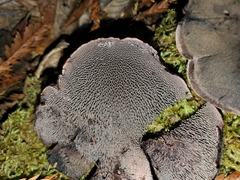 Hydnellum fuscoindicum