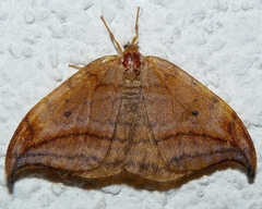 Drepana curvatula