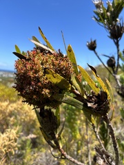 Protea witches broom phytoplasma
