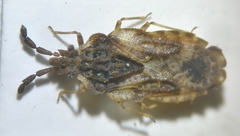 Aradus depressus